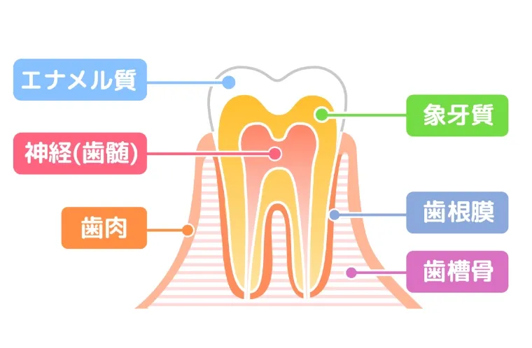 インプラントと天然歯の構造の違いのイメージ